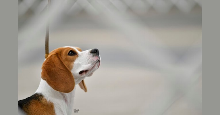 Echo, a Beagle tested with EmbarkVet.com