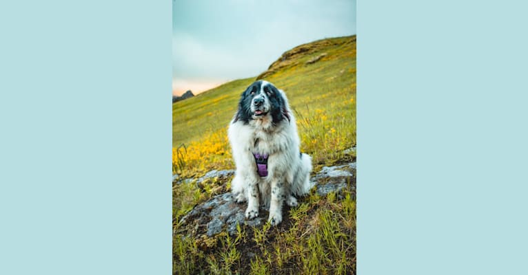 Lily, a Great Pyrenees tested with EmbarkVet.com