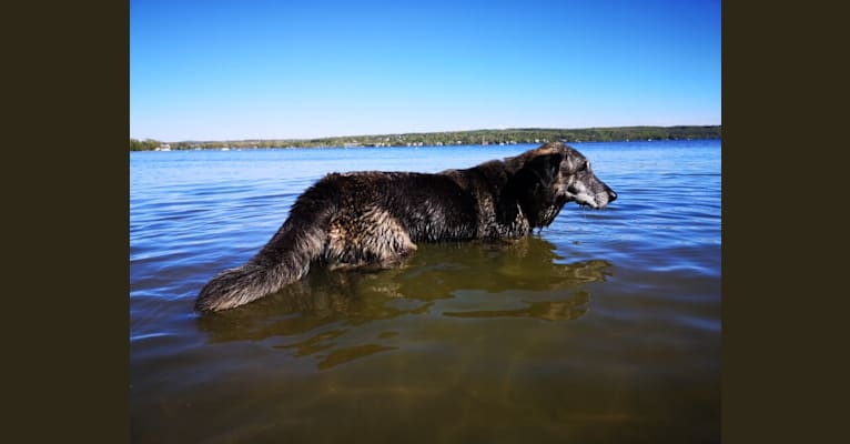 Achille, a German Shepherd Dog and Golden Retriever mix tested with EmbarkVet.com