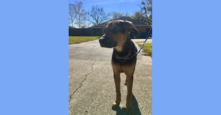 Jake Finn, a Catahoula Leopard Dog and German Shepherd Dog mix tested with EmbarkVet.com