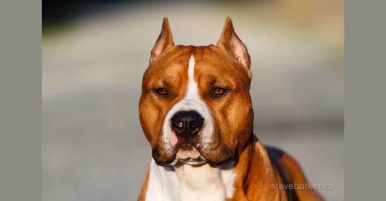 RUSH, an American Staffordshire Terrier tested with EmbarkVet.com
