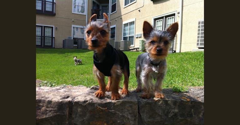 Photo of Bently, a Yorkshire Terrier  in Houston, TX, USA