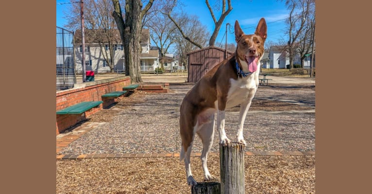 Photo of Gemini, a Border Collie, Australian Shepherd, and German Shepherd Dog mix in Chicago, IL, USA