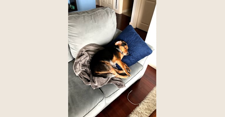 Elvis, a Beagle tested with EmbarkVet.com