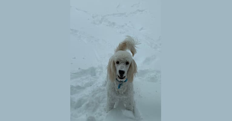Sammy, a Goldendoodle tested with EmbarkVet.com