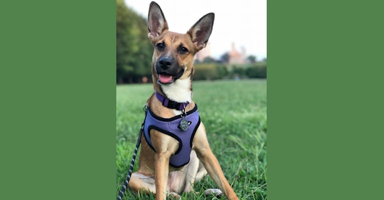 Harper, a German Shepherd Dog and Boston Terrier mix tested with EmbarkVet.com