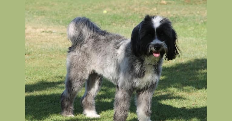 Tashi, a Tibetan Terrier tested with EmbarkVet.com