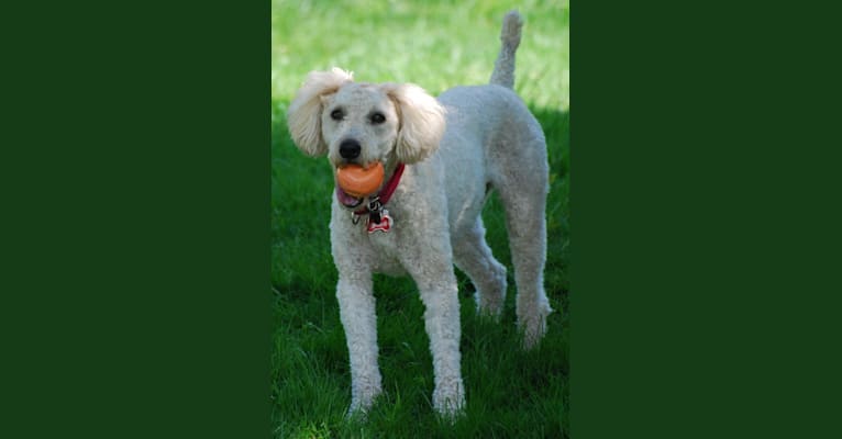 Fig, a Soft Coated Wheaten Terrier and Miniature Schnauzer mix tested with EmbarkVet.com