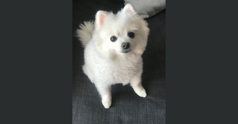 Maru, a Pomeranian and Pekingese mix tested with EmbarkVet.com