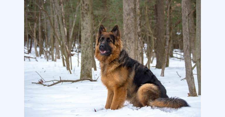 Ace, a German Shepherd Dog tested with EmbarkVet.com