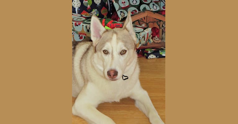 Kody Chasky, a Siberian Husky and American Pit Bull Terrier mix tested with EmbarkVet.com