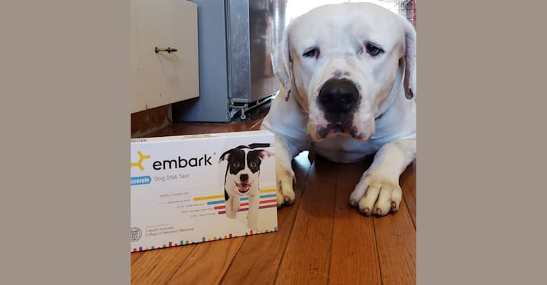 Bruno, an American Bulldog and American Staffordshire Terrier mix tested with EmbarkVet.com