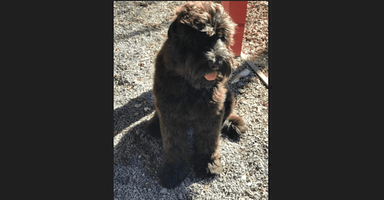 Shuri, a Black Russian Terrier tested with EmbarkVet.com