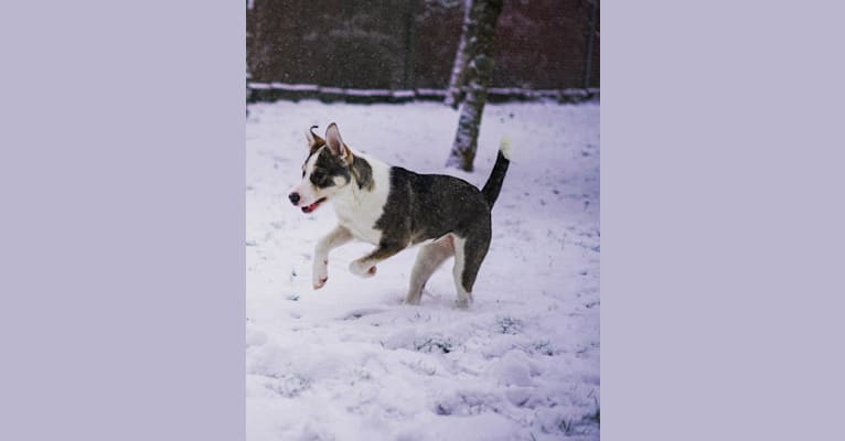 Photo of Ducky, an American Pit Bull Terrier, Siberian Husky, Alaskan Malamute, and Mixed mix in Olympia, Washington, USA