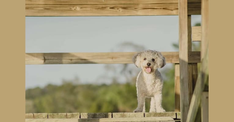 Opee, a Poodle (Small) and Chihuahua mix tested with EmbarkVet.com