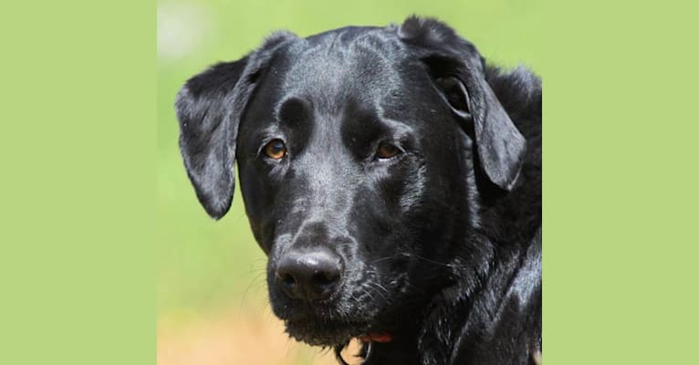 Camas, a Labrador Retriever and American Pit Bull Terrier mix tested with EmbarkVet.com