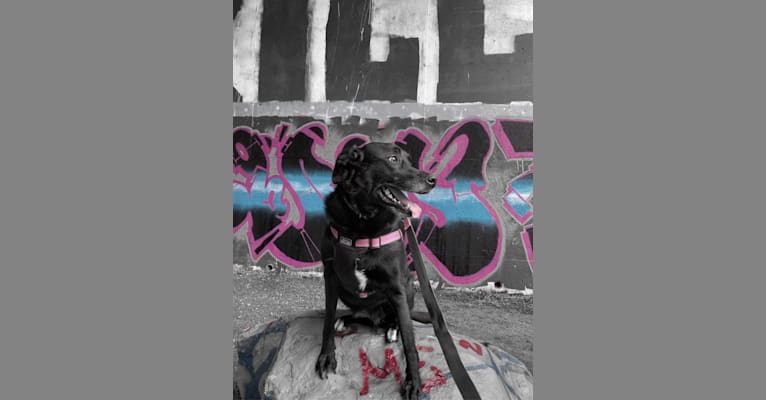 Momo, a German Shepherd Dog and Golden Retriever mix tested with EmbarkVet.com