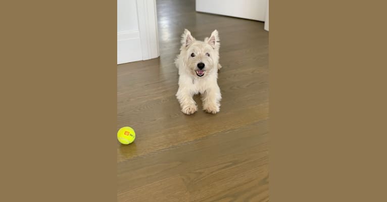 Winston, a West Highland White Terrier tested with EmbarkVet.com