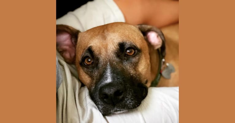 Jaxon, a Boxer and American Pit Bull Terrier mix tested with EmbarkVet.com