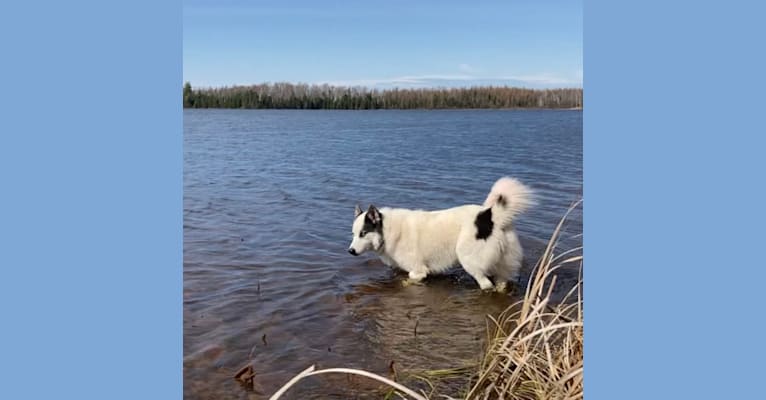 Yukon “Bold Faith’s White Water River”, a Yakutian Laika and Siberian Husky mix tested with EmbarkVet.com