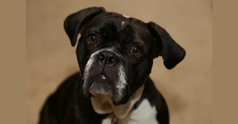 Embark Dog Dna Test Breed