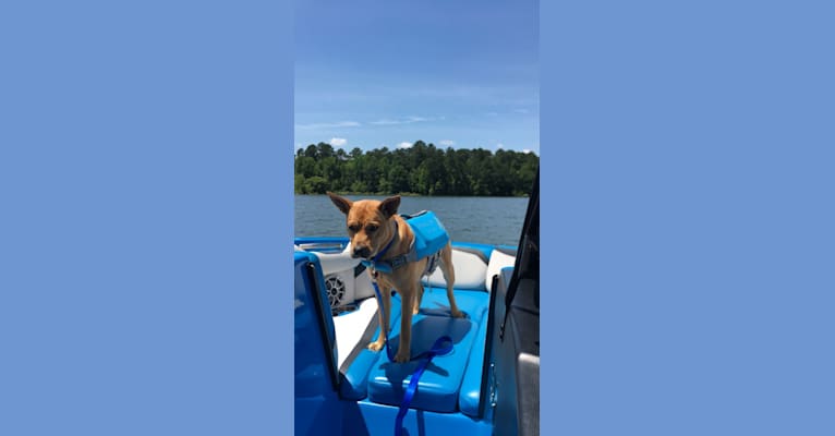 Photo of Nash, an American Pit Bull Terrier, Chow Chow, Labrador Retriever, American Staffordshire Terrier, and Mixed mix in Eastman, Georgia, USA