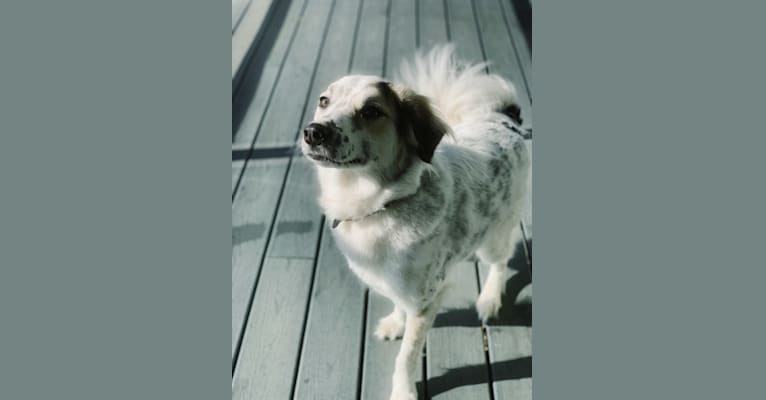 Lou, an Arabian Village Dog tested with EmbarkVet.com
