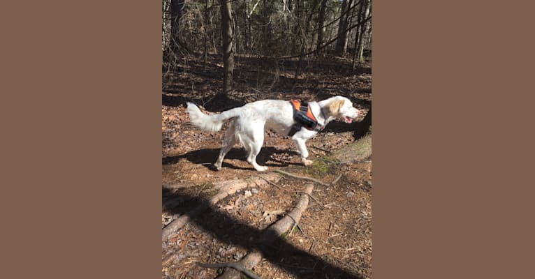 Photo of molly, a Llewellin Setter  in Alton, NH, USA
