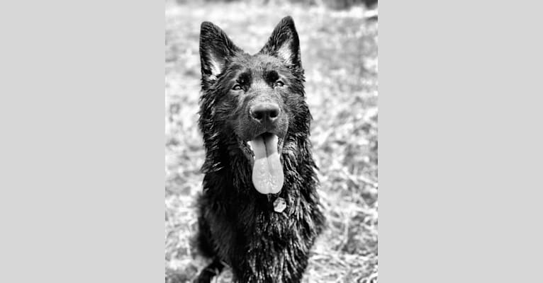 Valor Vom Hof Grebe, a German Shepherd Dog tested with EmbarkVet.com