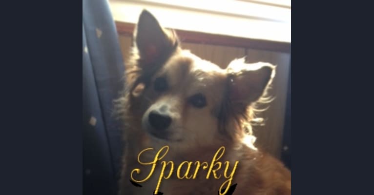 Sparky, a Chihuahua and Shetland Sheepdog mix tested with EmbarkVet.com