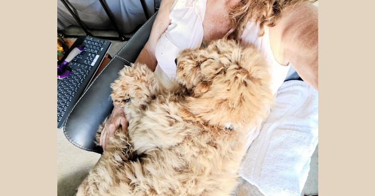 Jackson, a Goldendoodle tested with EmbarkVet.com