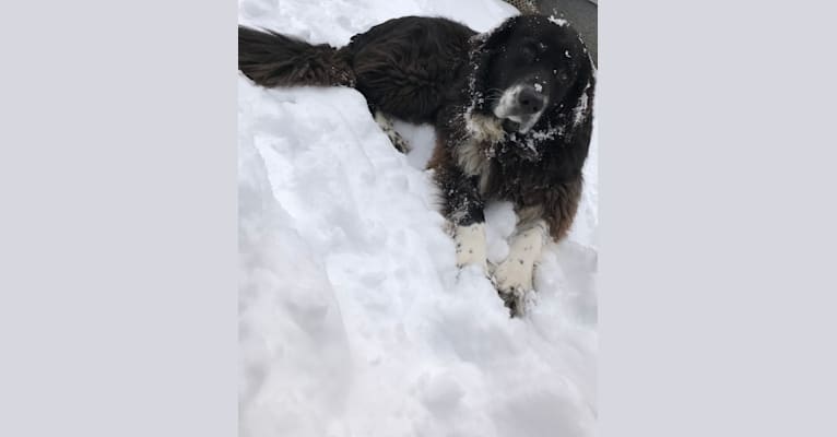 Photo of Molly, a Great Pyrenees and Labrador Retriever mix in Mountain Top, Pennsylvania, USA