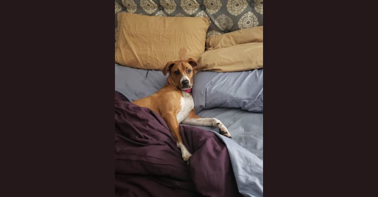 Bessi, an American Pit Bull Terrier and Doberman Pinscher mix tested with EmbarkVet.com