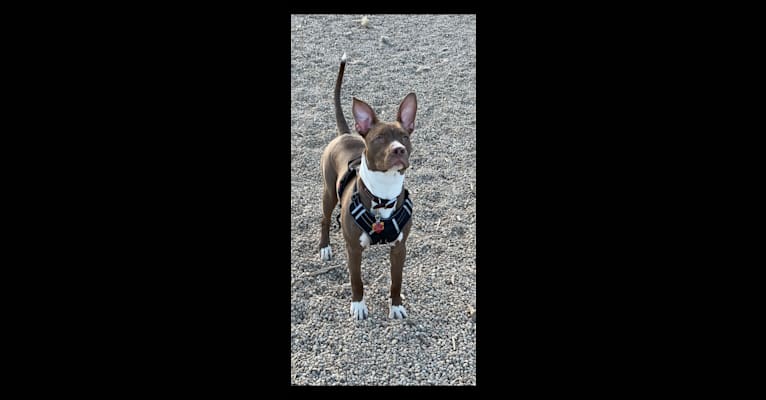 Photo of Re up, an American Pit Bull Terrier and American Staffordshire Terrier mix in Denver, Colorado, USA