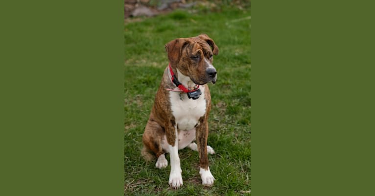 American staffordshire terrier shop hound mix
