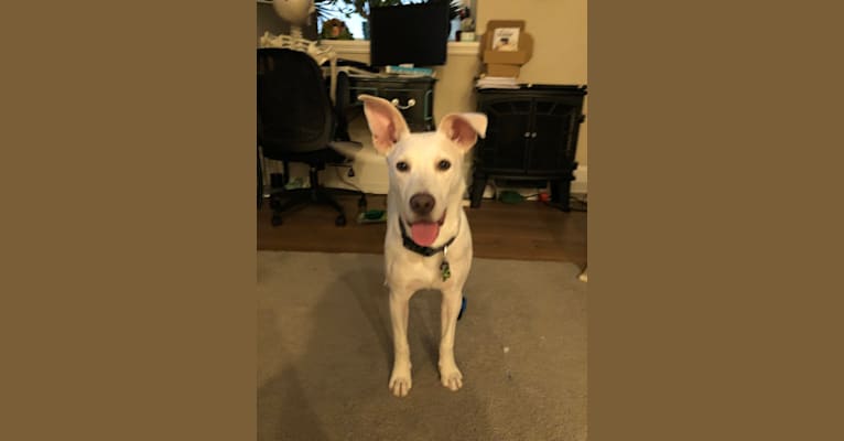 Ham, an American Bully and Dalmatian mix tested with EmbarkVet.com