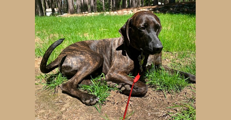 Braxton, a Mountain Cur tested with EmbarkVet.com