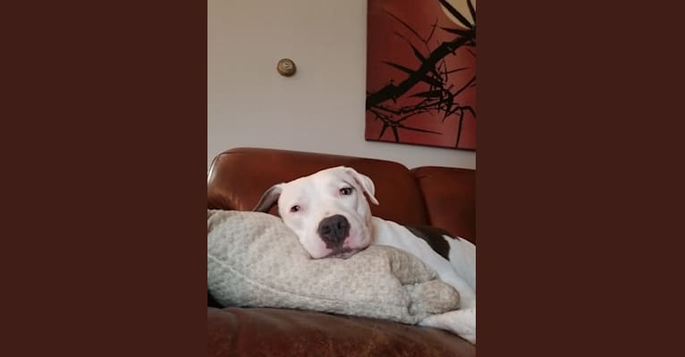 Luna, an American Pit Bull Terrier and American Staffordshire Terrier mix tested with EmbarkVet.com