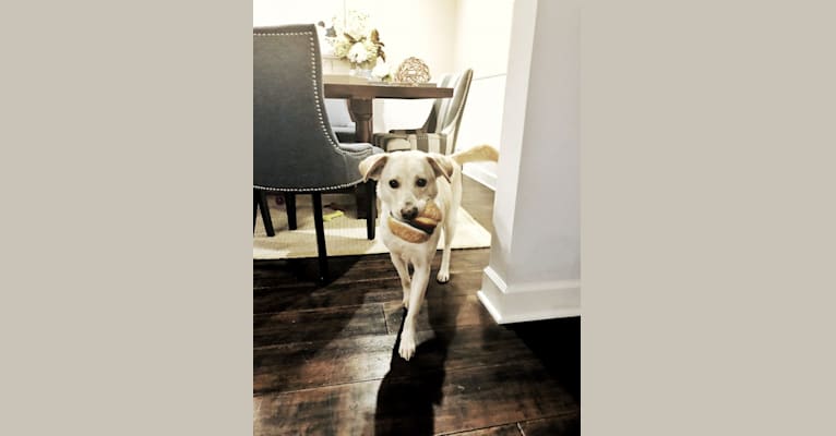 Winnie, a Southeast Asian Village Dog and Labrador Retriever mix tested with EmbarkVet.com