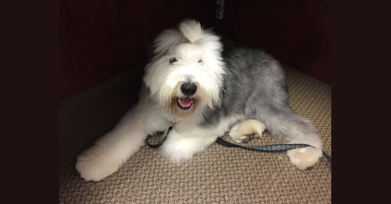 Winston, an Old English Sheepdog tested with EmbarkVet.com