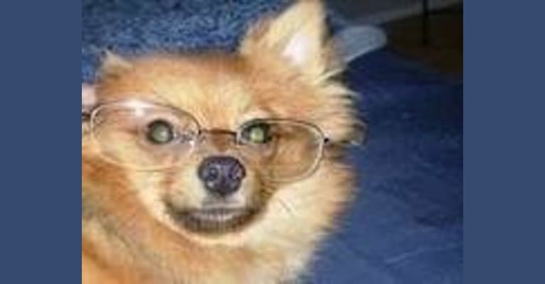 Zeke, a Pomeranian tested with EmbarkVet.com