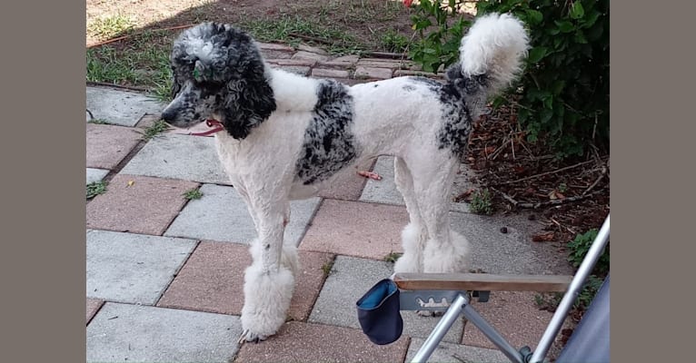 Misty Dawn, a Poodle (Standard) tested with EmbarkVet.com