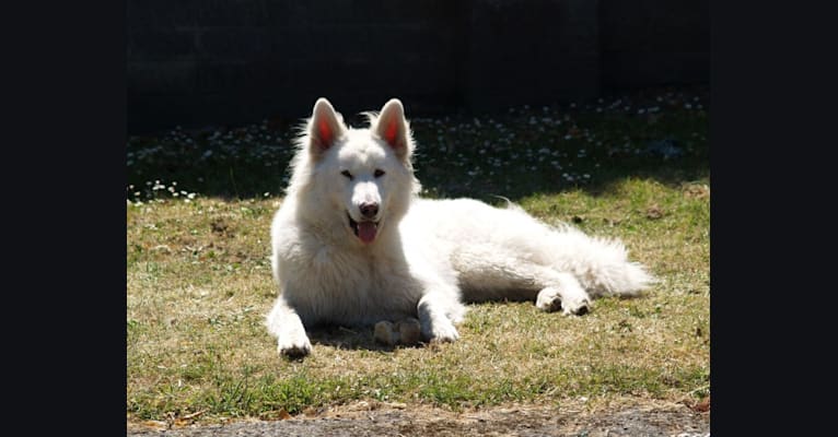 Photo of Alaska, a German Shepherd Dog and Akita mix in Waterford, County Waterford, Ireland