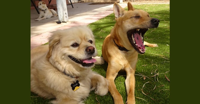 Bean, a Chow Chow and Chihuahua mix tested with EmbarkVet.com