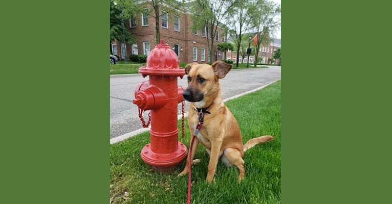 Photo of Gilly, a German Shepherd Dog, Boxer, Chinese Shar-Pei, Samoyed, and Mixed mix in Ohio, USA
