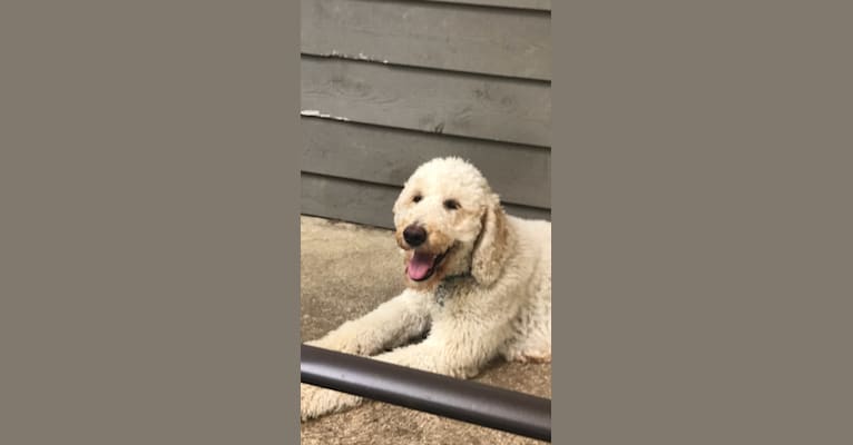 Photo of Ember, a Poodle (Standard)  in Zillah, WA, USA