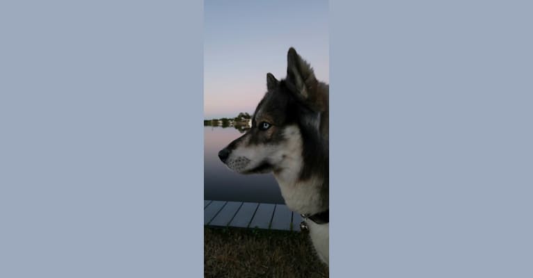 Photo of KYLO, a Siberian Husky  in Florida, USA