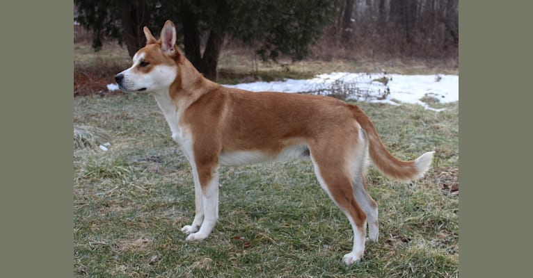 Joe, a Carolina Dog tested with EmbarkVet.com