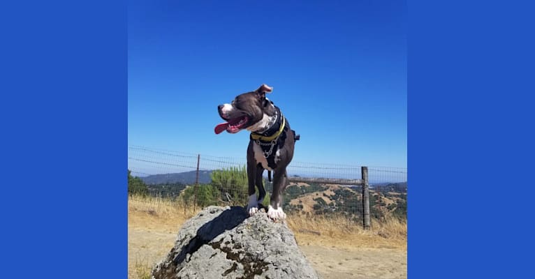 MaSiWei, an American Bully tested with EmbarkVet.com