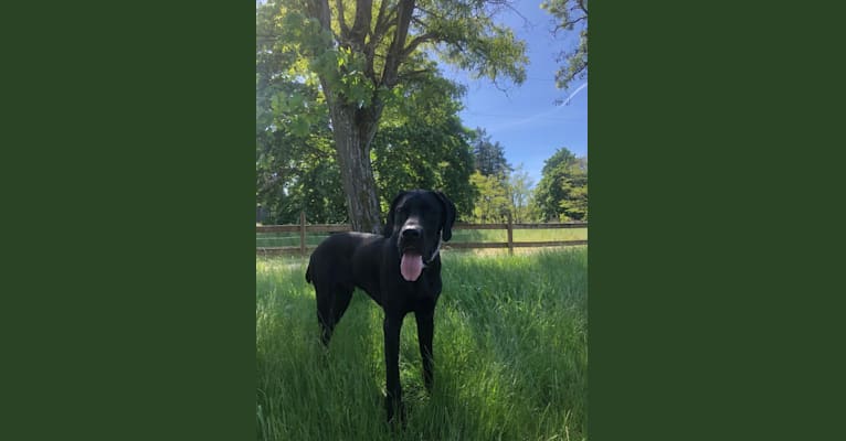 Calvin, a Great Dane and Saint Bernard mix tested with EmbarkVet.com